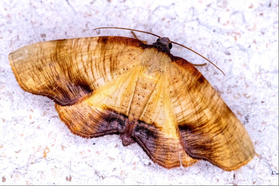 Plagodis dolabraria (Linnaeus, 1767)
