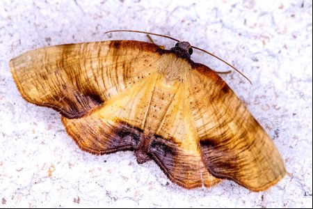 Plagodis dolabraria (Linnaeus, 1767) photo