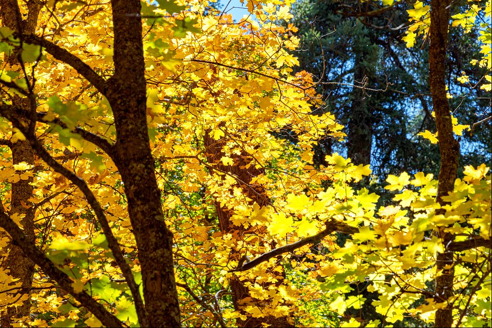 Autumn on the Mogollon Rim