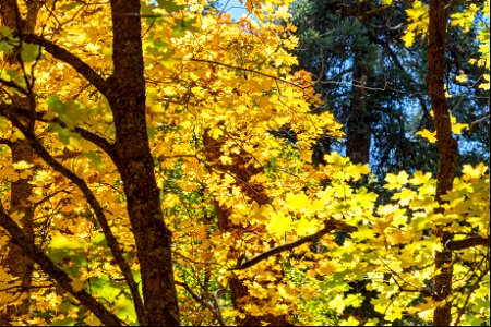 Autumn on the Mogollon Rim photo