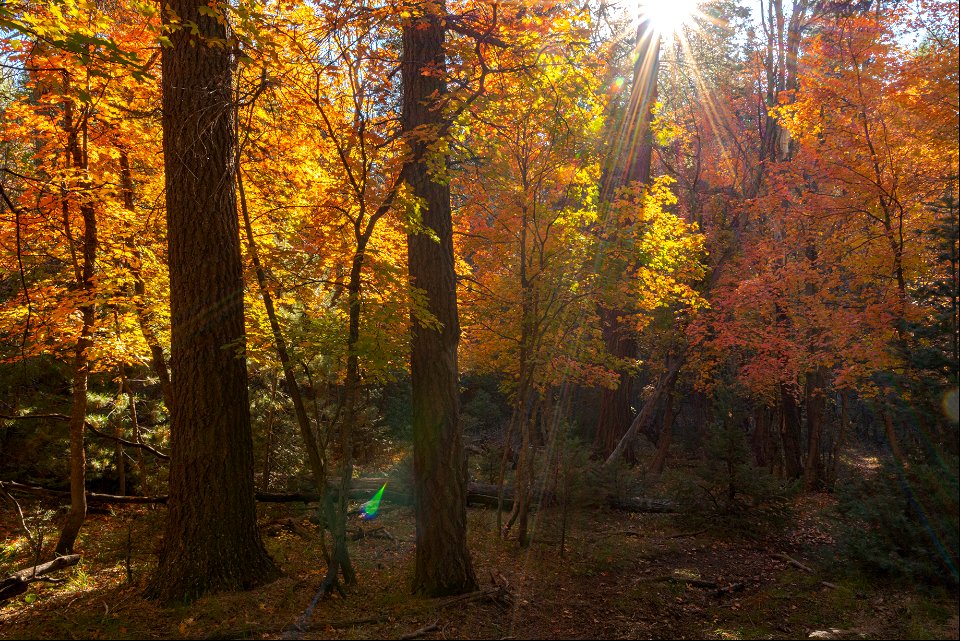 Autumn on the Mogollon Rim