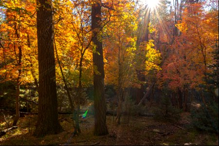 Autumn on the Mogollon Rim
