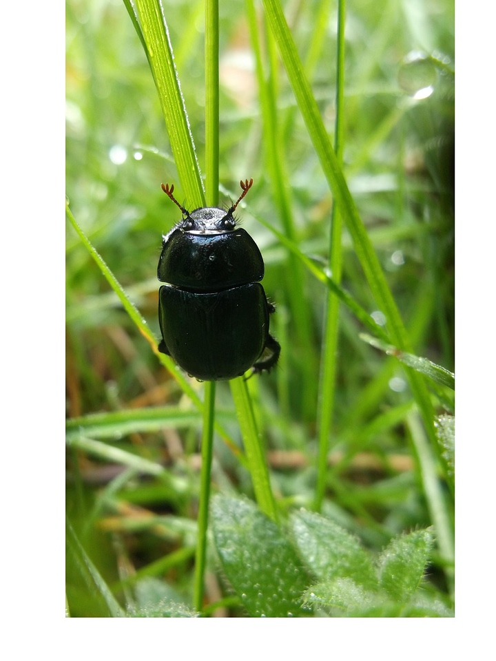 Grass forest insect