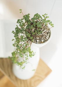 Indoor plant on table