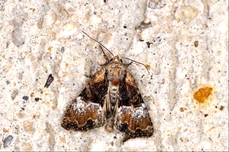 Mesoligia furuncula (Denis & Schiffermüller, 1775)