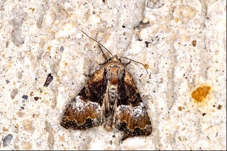 Mesoligia furuncula (Denis & Schiffermüller, 1775) photo