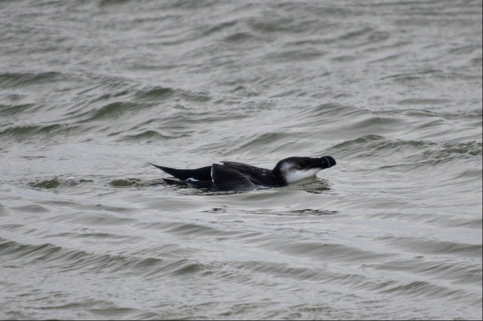 A razorbill, typically seen in the winter months, swims parallel to the shoreline within Oregon Inlet