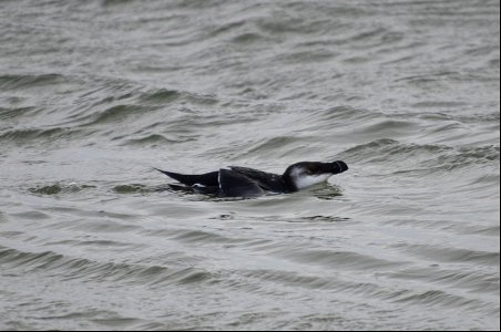 A razorbill, typically seen in the winter months, swims parallel to the shoreline within Oregon Inlet