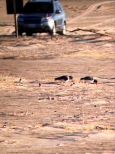 American oystercatcher adults and three chicks at Cape Point on May 17, 2021
