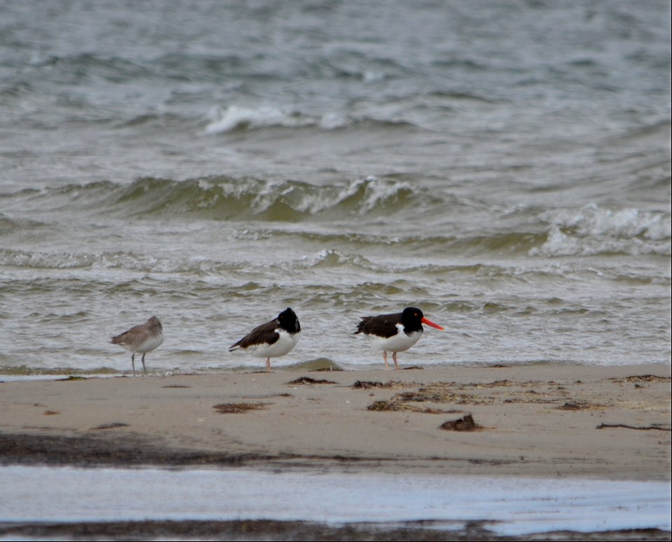 American oystercatcher pairs have started showing back up along the Seashore; these two oystercatchers were found roosting on South Point 03-03-2021