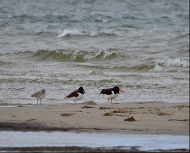 American oystercatcher pairs have started showing back up along the Seashore; these two oystercatchers were found roosting on South Point 03-03-2021