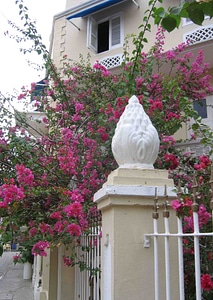 Fence with pink flowering bush