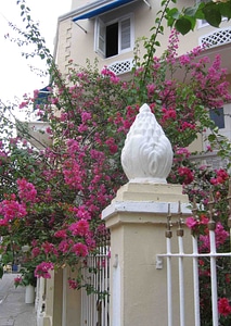 Fence with pink flowering bush photo