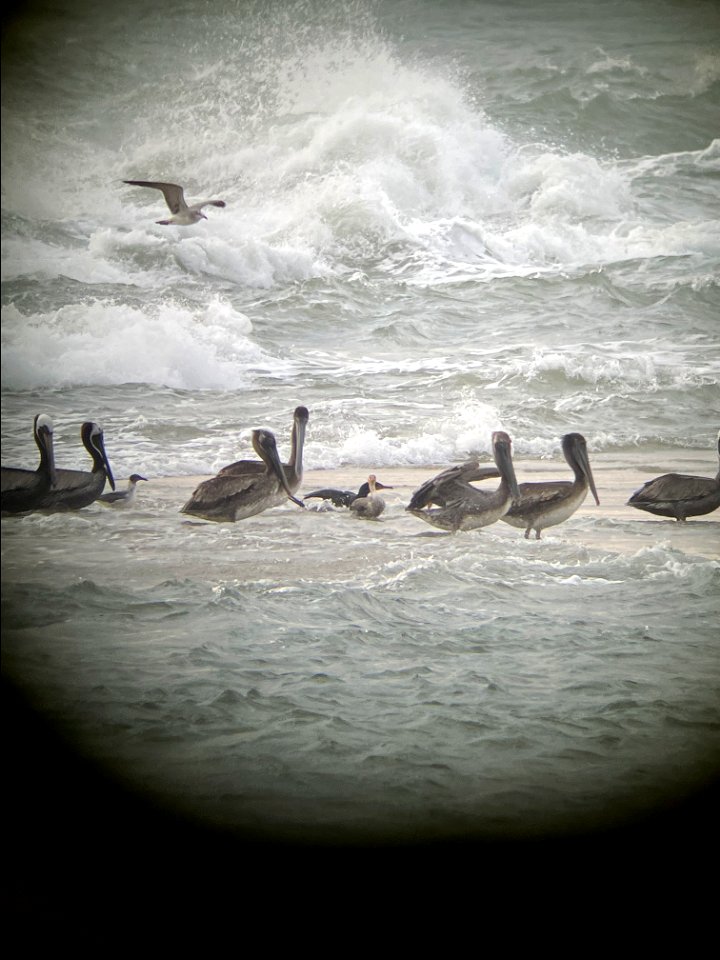 Brown pelican and gull species a loaf and foraging in the break waters at the tip of Cape Point