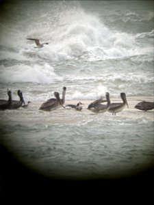 Brown pelican and gull species a loaf and foraging in the break waters at the tip of Cape Point