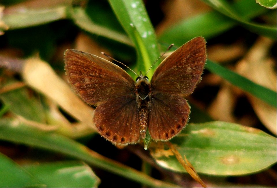 Eastern Grass Jewel (Freyeria putli)