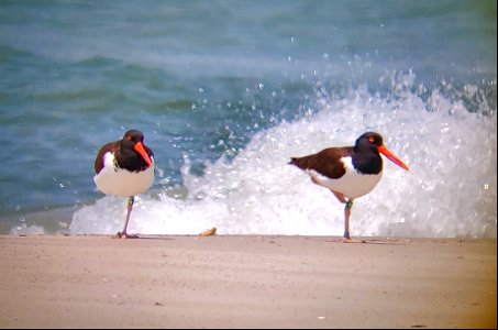 An American oystercatcher breeding pair resting along the foreshore on South Point