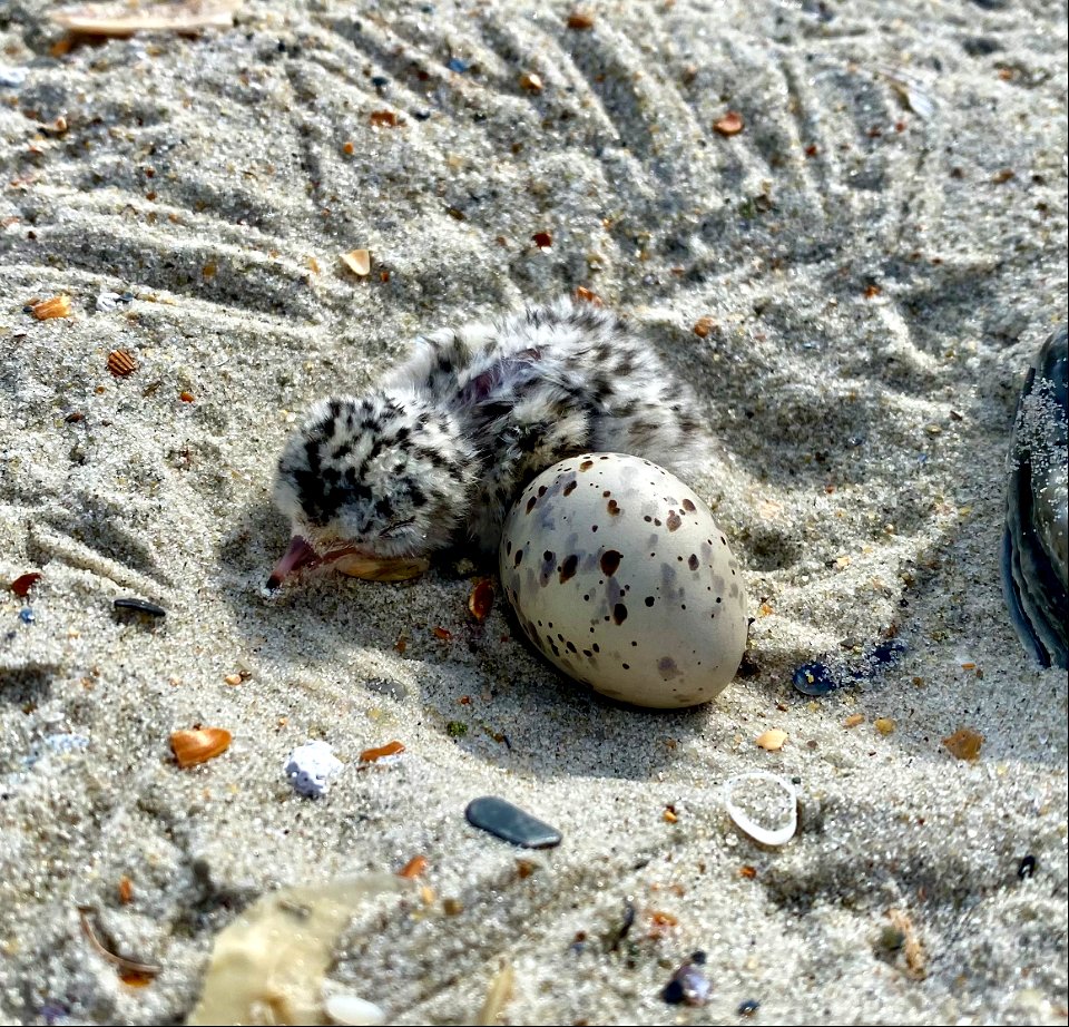 Least tern eggs are hatching on South Point - here is a nest cup with one least tern chick and egg photo