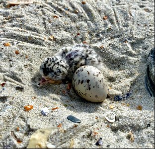 Least tern eggs are hatching on South Point - here is a nest cup with one least tern chick and egg photo