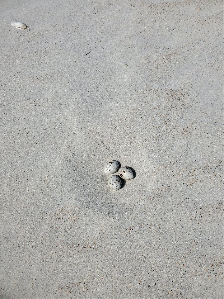 Least tern 3-egg nest south of Ramp 72