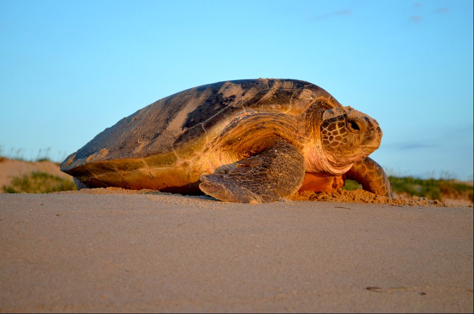 A green sea turtle returns to the ocean after covering her nest on Bodie Island (north of Ramp 4)