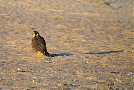 Peregrine falcon rests in the backshore south of Ramp 4 photo