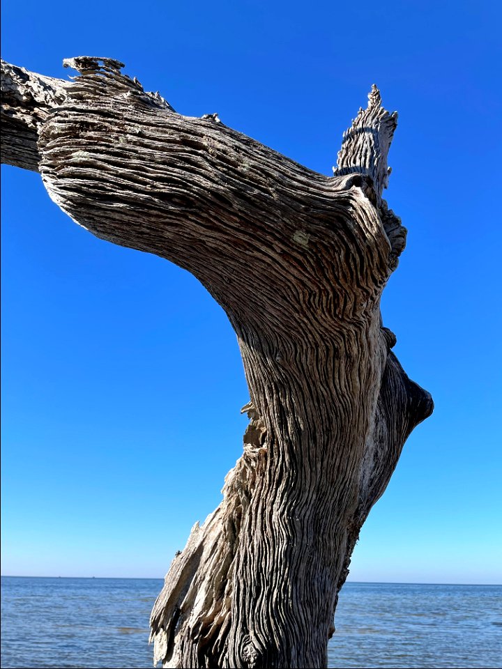 Remnants of a historic maritime forest north of Avon (Pamlico Sound)
