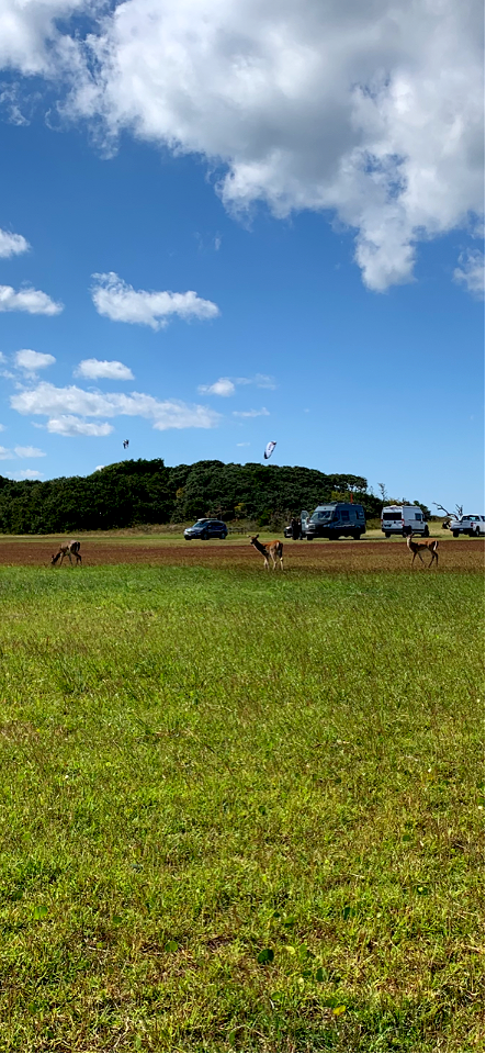 Multiple deer at Salvo Sound Access Oct. 2021