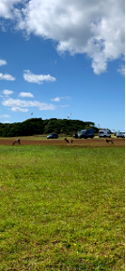 Multiple deer at Salvo Sound Access Oct. 2021