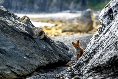 Fox at Katmai Bay photo