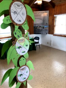 Sea turtle activity items and educational panel inside Ocracoke Island Discovery Center photo