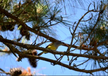 A great crested flycatcher with its next meal photo