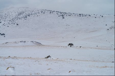 Winter in the Cinder Hills photo