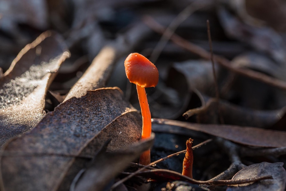 Australia fungi caps photo