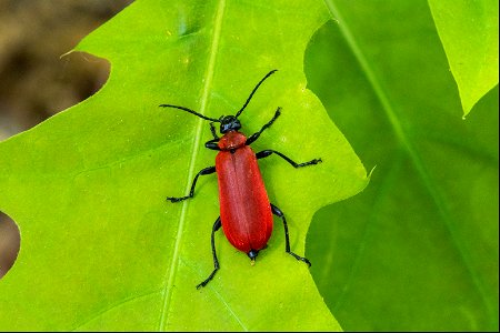 Pyrochroa coccinea (Linnaeus, 1761) photo