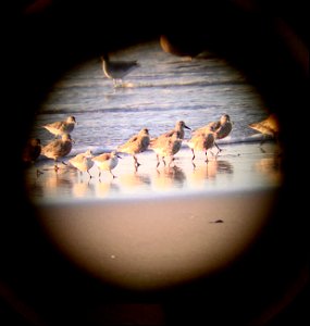 Red knots on Ocracoke Island 04-01-2020