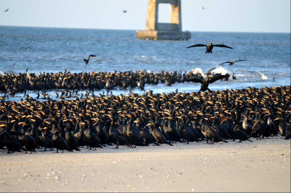 A large congregation of cormorants on Bodie Spit