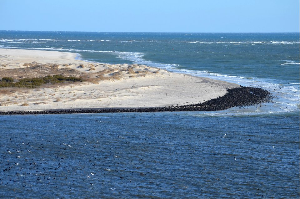 Very large gulp of cormorants observed on Bodie Spit the morning of March 5