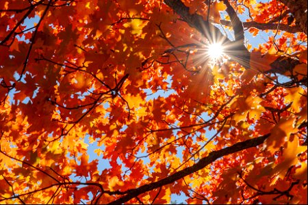 Autumn on the Mogollon Rim