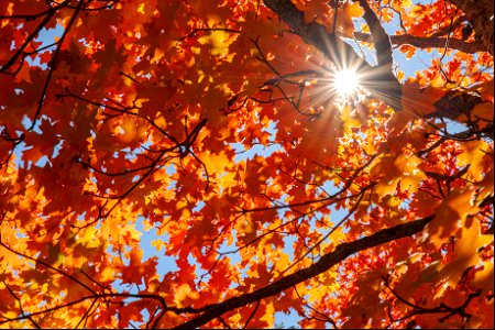 Autumn on the Mogollon Rim photo