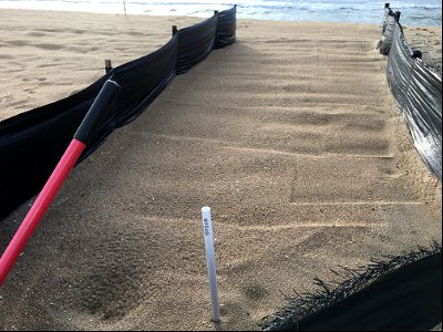 Sea turtle depression and hatchling tracks