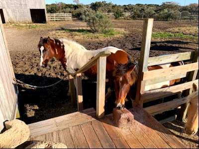 Ocracoke ponies, January 2021 photo