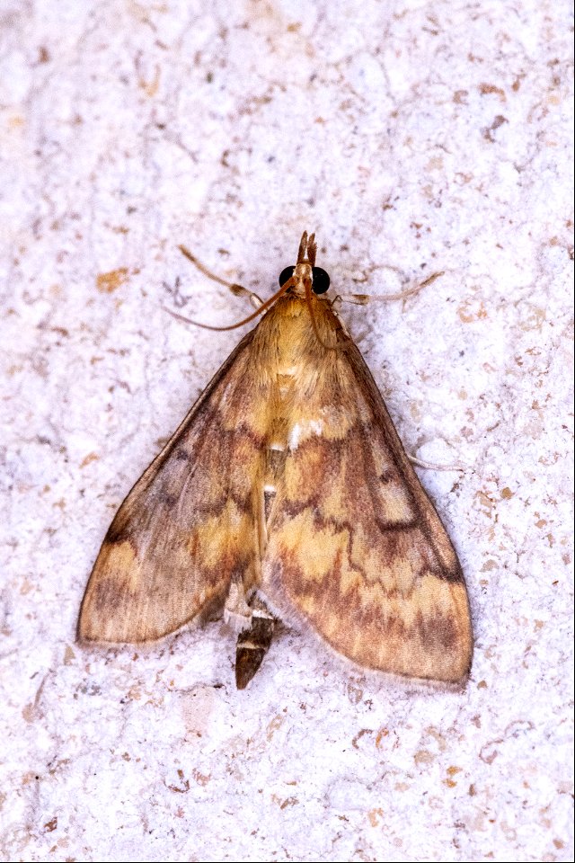 Ostrinia nubilalis (Hübner, 1796)