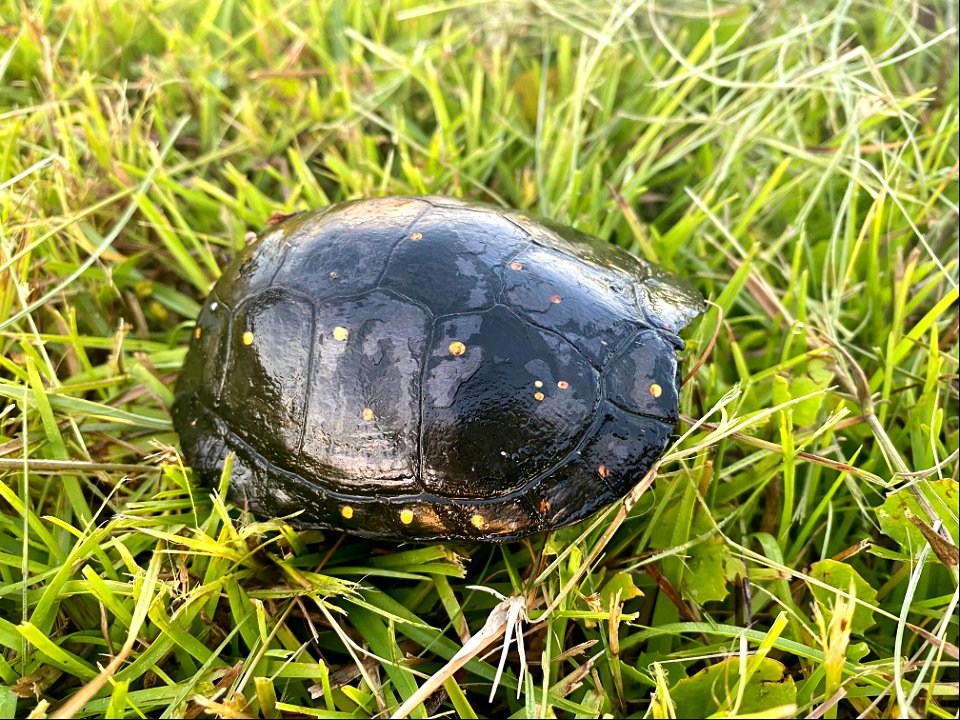 Resource Management staff has assisted a couple of spotted turtles across the highway on Ocracoke over the past few weeks. These uncommon, aquatic turtles are easily identifiable by their small yellow spots