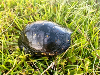 Resource Management staff has assisted a couple of spotted turtles across the highway on Ocracoke over the past few weeks. These uncommon, aquatic turtles are easily identifiable by their small yellow spots