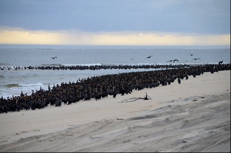 A cormorant colony loitering on Bodie Island Spit photo