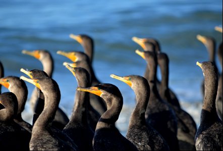 More Double-crested Cormorants - currently, the most prominent and abundant vertebrate observed on Ocracoke beaches