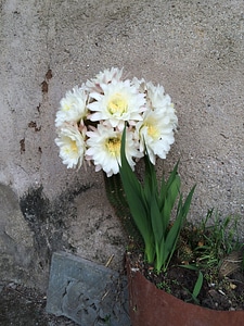 white flowers