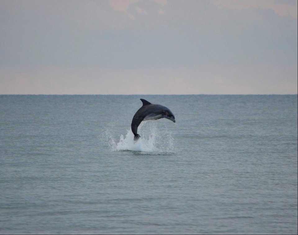 Bottlenose dolphin breaching near Ramp 63
