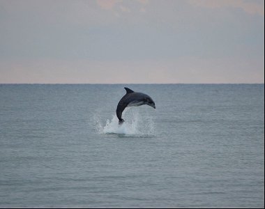 Bottlenose dolphin breaching near Ramp 63 photo